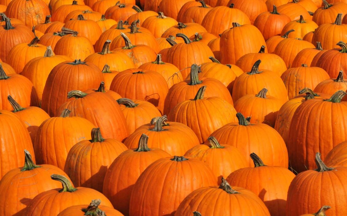 pumpkin-