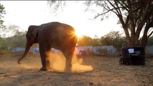 remembering-romsai-the-bull-elephant